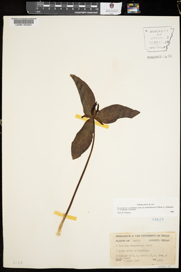 Trillium underwoodii image