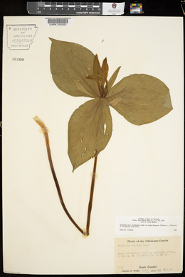 Trillium viridescens image