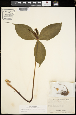 Trillium viridescens image