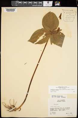 Trillium viridescens image