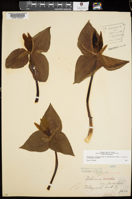 Trillium viridescens image