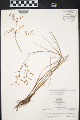 Juncus diffusissimus image