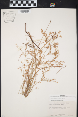 Juncus diffusissimus image