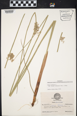 Juncus effusus var. pylaei image