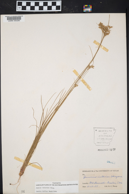 Juncus interior image