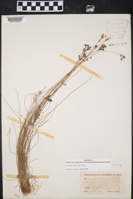 Juncus interior image