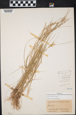 Juncus interior image