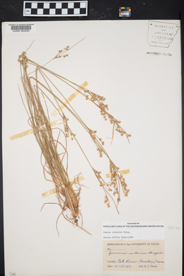 Juncus interior image