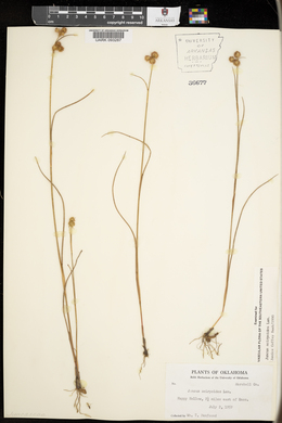 Juncus scirpoides image