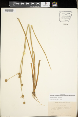 Juncus validus image