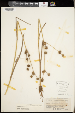 Juncus validus image