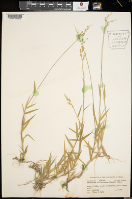 Urochloa ciliatissima image