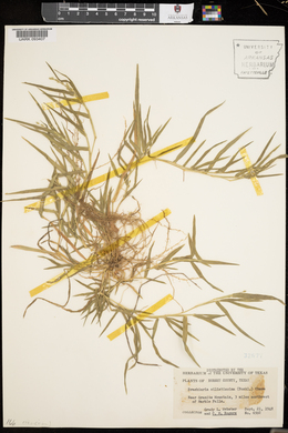 Urochloa ciliatissima image