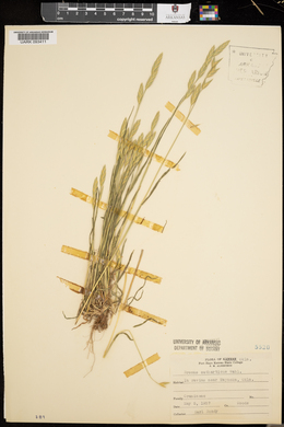 Bromus catharticus image