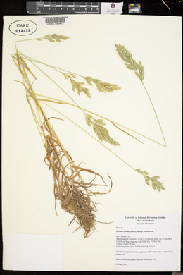 Bromus hordeaceus subsp. hordeaceus image