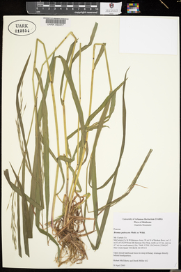 Bromus pubescens image