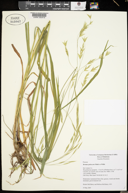 Bromus pubescens image