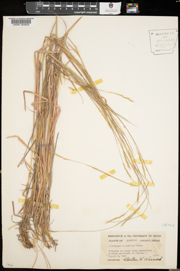 Schizachyrium scoparium var. scoparium image