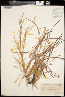 Schizachyrium scoparium var. scoparium image