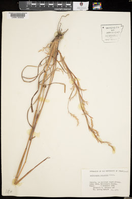 Schizachyrium scoparium var. scoparium image