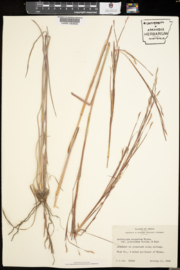 Schizachyrium scoparium var. scoparium image