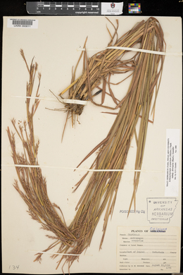 Schizachyrium scoparium subsp. divergens image