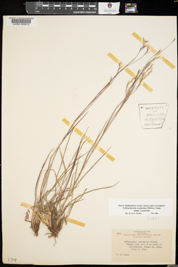 Schizachyrium scoparium subsp. scoparium image