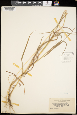 Bothriochloa saccharoides image