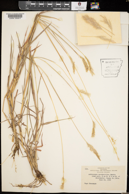 Bothriochloa saccharoides image