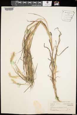 Bothriochloa saccharoides image