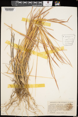 Bothriochloa saccharoides image