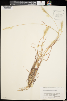 Bothriochloa saccharoides image