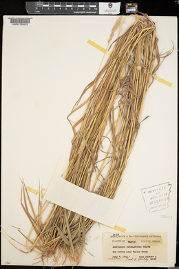 Bothriochloa saccharoides image