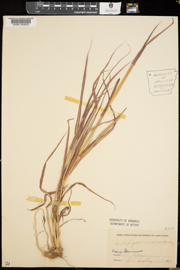 Bothriochloa saccharoides image