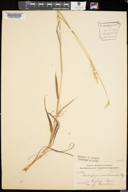 Bothriochloa saccharoides image