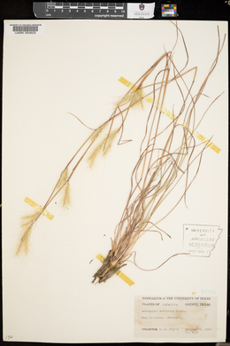 Andropogon ternarius image