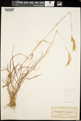 Bothriochloa laguroides image