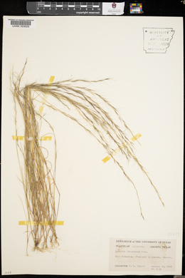 Aristida longespica image