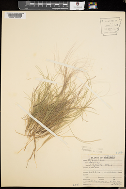 Aristida purpurea var. longiseta image