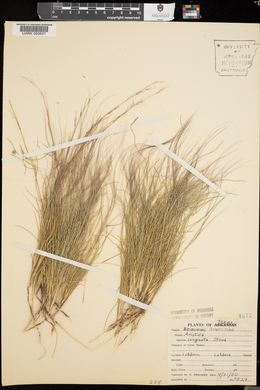 Aristida purpurea var. longiseta image