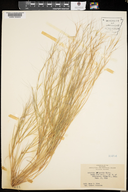 Aristida oligantha image