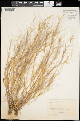 Aristida oligantha image