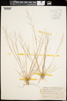 Aristida oligantha image