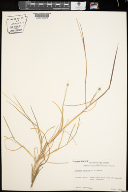 Cenchrus spinifex image