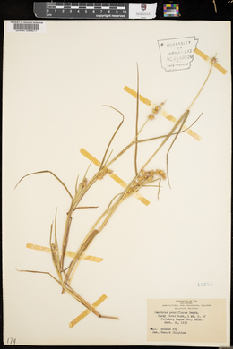 Cenchrus spinifex image