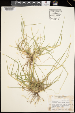 Cenchrus spinifex image