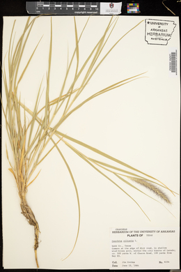 Pennisetum ciliare image