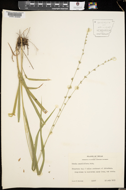 Uniola sessiliflora image