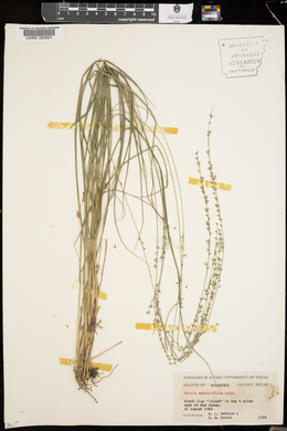 Uniola sessiliflora image