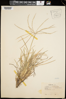 Chloris verticillata image